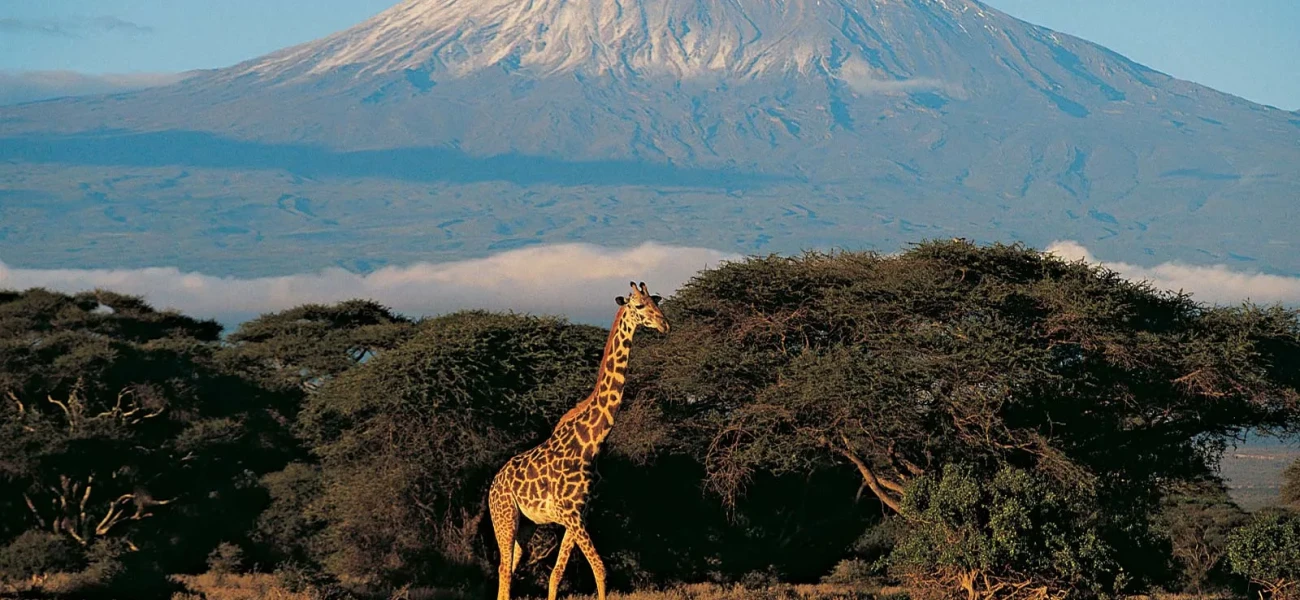 Kilimanjaro