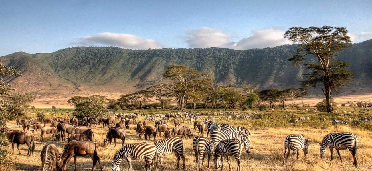 Luxury Tanzania Safari