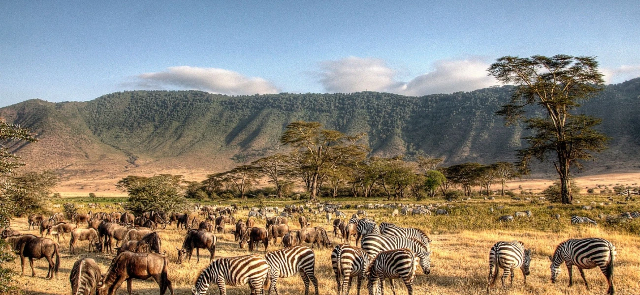 wildlife encounter tanzania safari